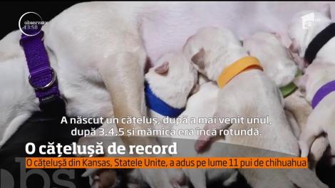 O căţeluşă Chihuahua din Statele Unite merită o medalie de aur pentru merite deosebite ca mamă. A născut 11 pui