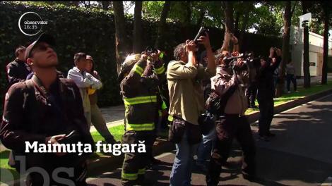 VIDEO SAVUROS! Zeci de echipaje de salvatori pentru o... maimuţă. Finalul: un EŞEC TOTAL!