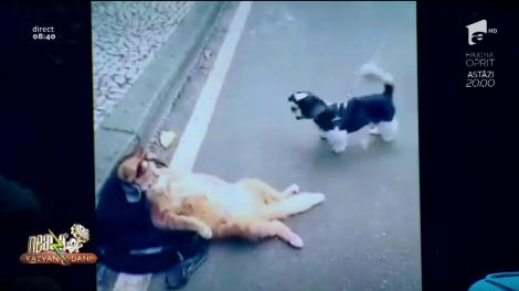 S-a terminat șmecheria! El este motanul de Dorobanți! Cea mai relaxată felină: "Prietene, nu mă face să mă ridic la tine"