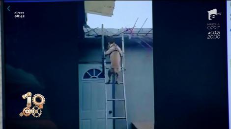 Sunați la 112 sau mai bine nu! Cățelușul pompier a intrat în acțiune. Coboară scările cu spatele, mai ceva ca un om antrenat: "Cădeam de zece ori"