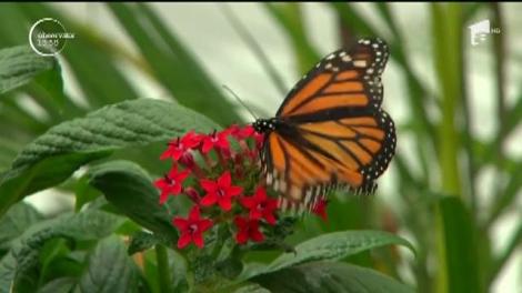 Cea mai delicată expoziţie din lume este găzduită, zilele acestea, la Muzeul de Istorie Naturală din Londra!