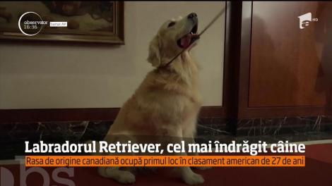 Labradorul Retriever, cel mai îndrăgit câine