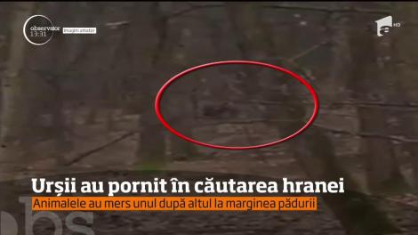 În doar cinci minute, doi urşi au fost filmaţi la marginea unei păduri în Mureş!