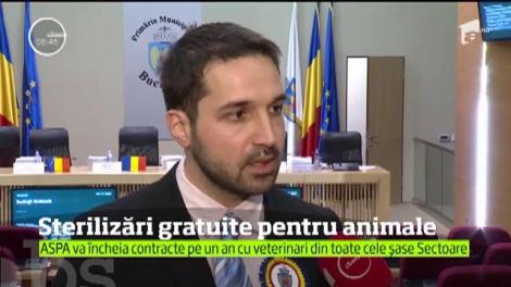 Sterilizări gratuite pentru animale