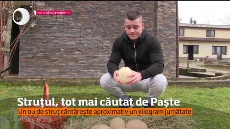 Oăule de struț, tot mai căutate de Paște