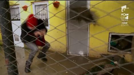 Mare greșeală! Dan Helciug a intrat în cușca păuniței și a fost atacat: ”Efectiv s-a cățărat pe mine! Propabil că a incitat-o fesul meu roșu...”