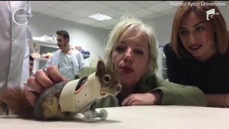 O veveriţă a primit o nouă şansă la viaţă, &icirc;n Turcia, după ce şi-a pierdut lăbuţele din faţă