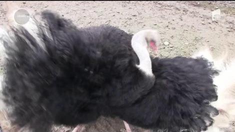 Cea mai bună carne de miel, este curcanul!