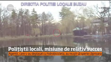 Poliţiştii locali din Buzău au salvat o căprioară de pe o insulă aflată în mijlocul parcului din oraş