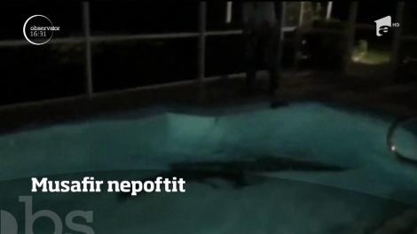 O familie din sudul Floridei s-a trezit cu un aligator în piscină