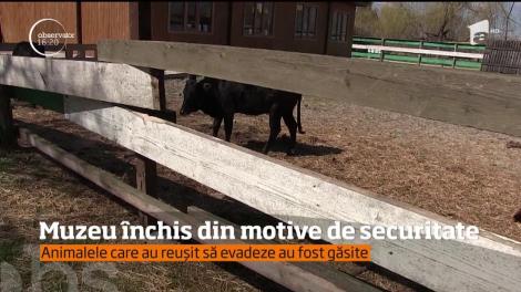 O vulpe polară şi mai multe vaci pitice au evadat de la o rezervaţie din Constanţa!