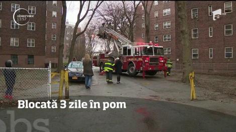 Pisică blocată trei zile în vârful unui copac