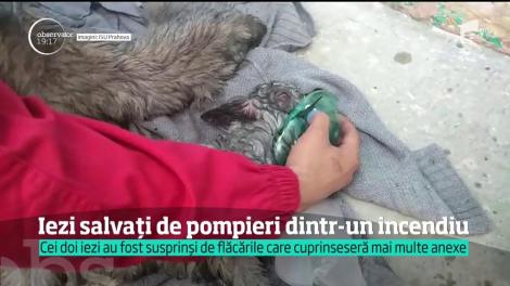 Doi iezi au fost salvaţi de pompieri dintr-un incendiu izbucnit din judeţul Prahova