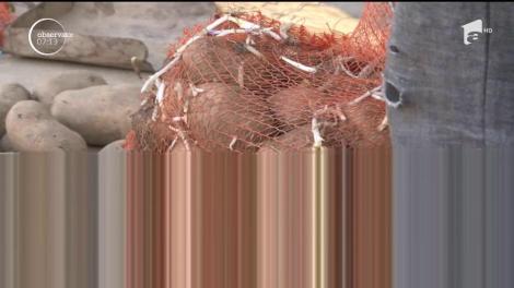 Cartofii noi, întărziați de vreme