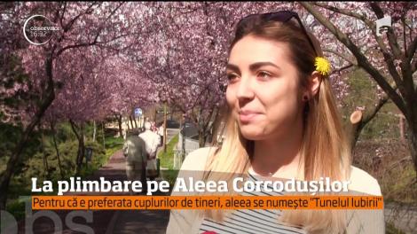 Plimbare pe Aleea Corcoduşilor din Timişoara