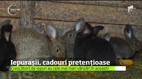 Vânzarea iepuraşilor de Paşte, o nouă afacere