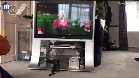 Prestaţia unei gimanste a trezit pofta pentru sport unui pui de pisică!