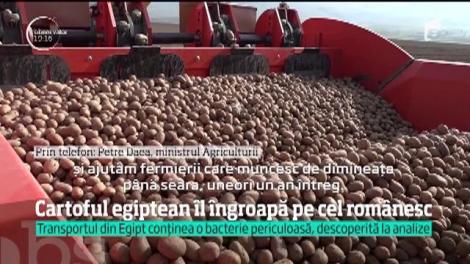 Cumpărăm din import cartofi scumpi şi care ne fac rău. Ai noştri se strică în depozitele producătorilor!