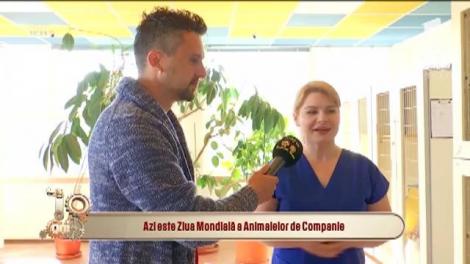 Pleci în concediu şi nu are cine să aibă grijă de animalul tău de companie? Du-l la hotel! Cât costă şi care sunt condiţiile