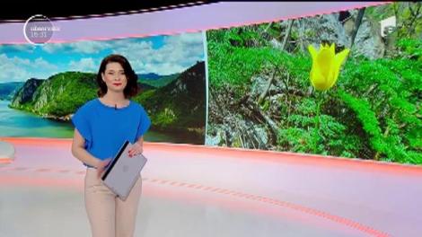 Laleaua unică în lume, care nu poate fi văzută decât în Clisura Dunării. Este o adevărată explozie de culoare și delicatețe: "Este protejată la nivel național și internațional"