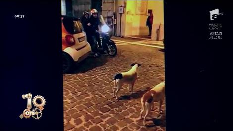Râzi cu lacrimi. S-au băgat pulpe! Doi câini așteaptă doi motocicliști să plece de pe loc