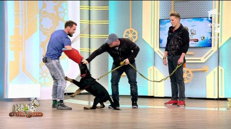 UPS! Dani Oțil, mușcat de un ciobănesc german, ÎN DIRECT: "Aşa îi stă bine unui infractor"