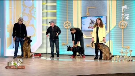 Vrei să îți iei un câine, dar nu știi ce să alegi? Ciobănescul German, un animal de companie perfect