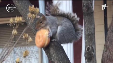 Gogoaşa, desertul preferat al veveriţelor!