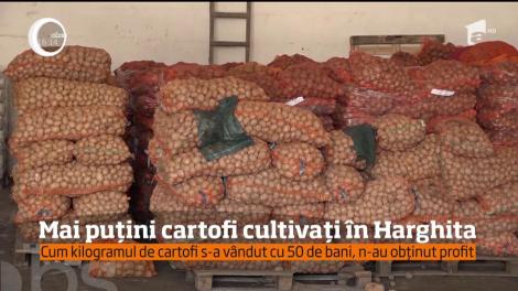 Mai puțini cartofi în Hargita, după ce produsele lor nu şi-au găsit locul în marile magazine