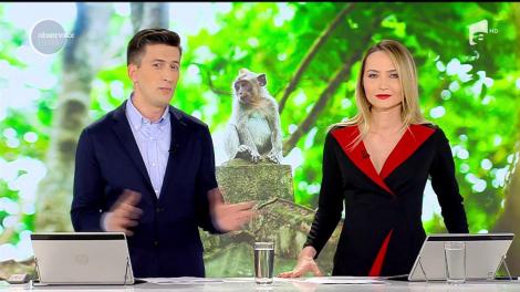 O maimuţă a evadat dintr-o grădină zoologică din Neamţ! Ore întregi, oamenii au alergat-o pe străzile din oraş