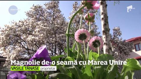 Cea mai veche magnolie a înflorit la Câmpina. Arborele a fost plantat în 1918