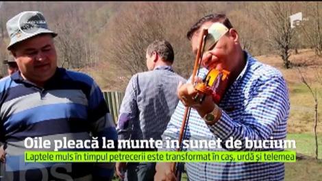 De Sâmbra oilor, în Ţara Oaşului, mioarele pleacă la munte în sunet de bucium