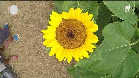 Imagini inedite: Plantaţie de floarea soarelui, transformată într-un labirint: "Este atât de frumos! Sunt atât de multe flori"