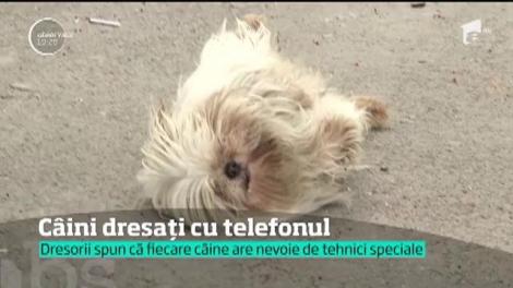Aplicaţii care te ajută să-ți dresezi singur animalul de companie