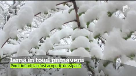 Iarnă în toiul primăverii, în sudul-vestul Chinei