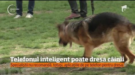 Telefonul inteligent poate dresa câinii