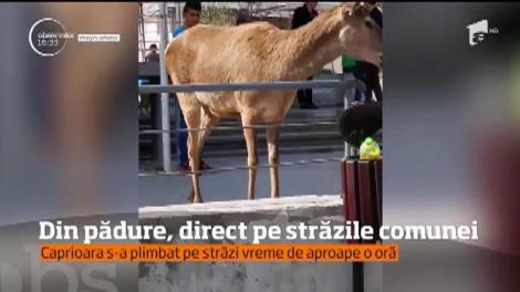 Oamenii dintr-o comună din judeţul Iaşi s-au trezit cu o căprioară în mijlocul localităţii! Animalul s-a comportat chiar civilizat, ba a și stat să fie mângâiat