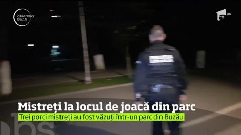 Trei mistreţi au creat panică într-un loc de joacă dintr-un parc din Buzău
