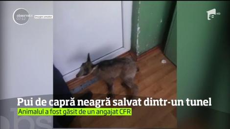 Misiune de salvare inedită într-un tunel feroviar din Gorj