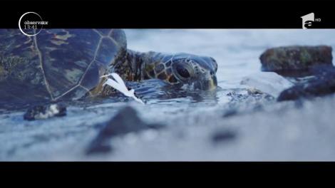 Enzima care scapă populația de poluare! Cercetătorii au modificat o moleculă care consumă PET-uri și ambalaje