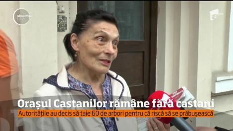 Orașul Castanilor răm&acirc;ne fără castani! Explicația autorităților, halucinantă!