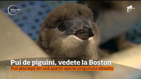 Patru pui de pinguin, vedete la Boston
