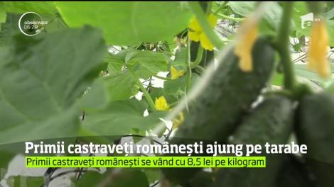 Primii castraveţi româneşti sunt gata să ajungă pe tarabe