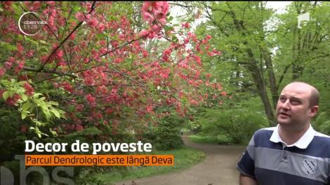 Decor de poveste! Magnoliile atrag turiștii, în parc