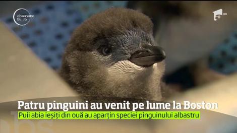 Patru pui de pinguin au fost filmaţi pentru întâia oară, la puţin timp după ce au ieşit din ou