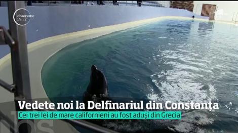 Trei noi vedete la Delfinariul din Constanţa