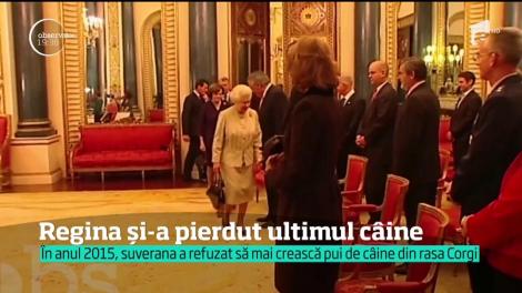 Regina Elisabeta a doua a Marii Britanii a rămas fără unul dintre c&acirc;ini