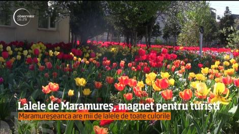 Are 70 de ani și i se spune &bdquo;DOAMNA FLORILOR&rdquo; sau &bdquo;MĂRIUCA OLANDEZA&rdquo;! O bătr&acirc;nică pasionată de lalele cultivă &icirc;n propria grădină mii de flori