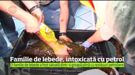 Familie de lebede, întoxicată cu petrol