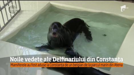 Trei lei de mare, noile vedete ale Delfinariului din Constanța